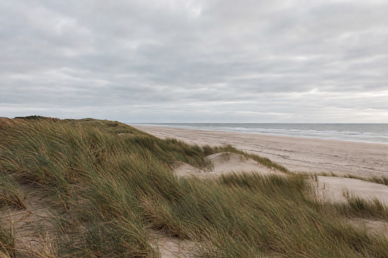 Dünengras und flacher Nordseehorizont bei weichem Licht